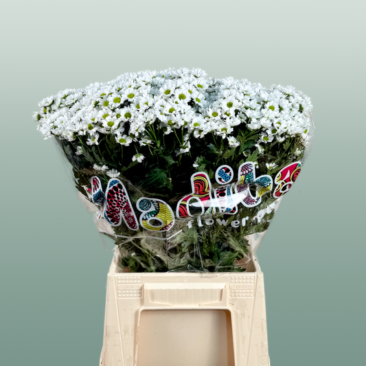 Chrysanthemum Santini Madiba Lindi (25 Stems)