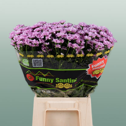 Chrysanthemum Santini Krissi (25 Stems)