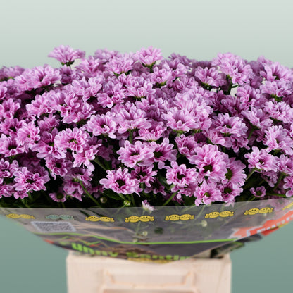 Chrysanthemum Santini Krissi (25 Stems)
