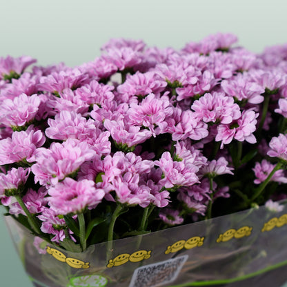 Chrysanthemum Santini Krissi (25 Stems)