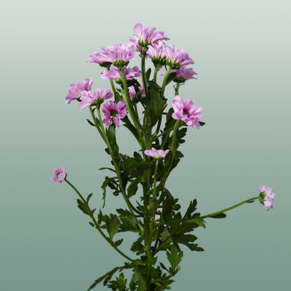 Chrysanthemum Santini Krissi (25 Stems)