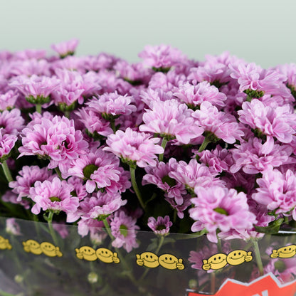 Chrysanthemum Santini Krissi (25 Stems)