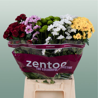 Chrysanthemum Santini Mix
