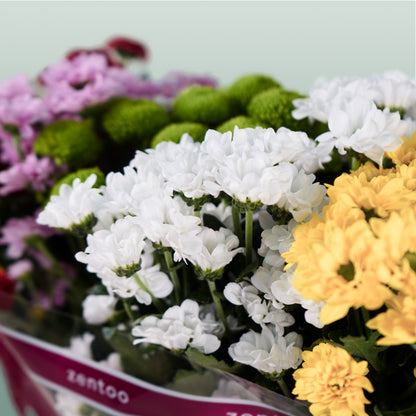 Chrysanthemum Santini Mix