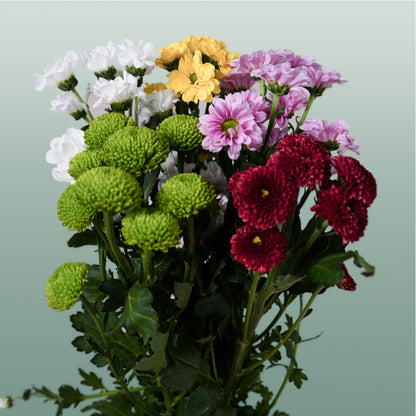 Chrysanthemum Santini Mix