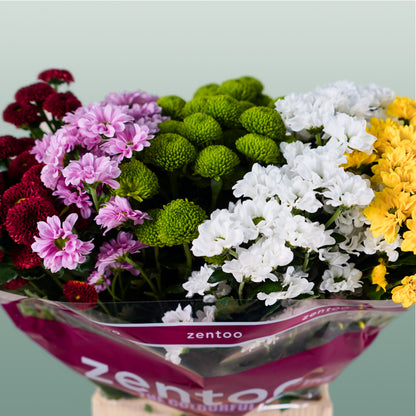 Chrysanthemum Santini Mix