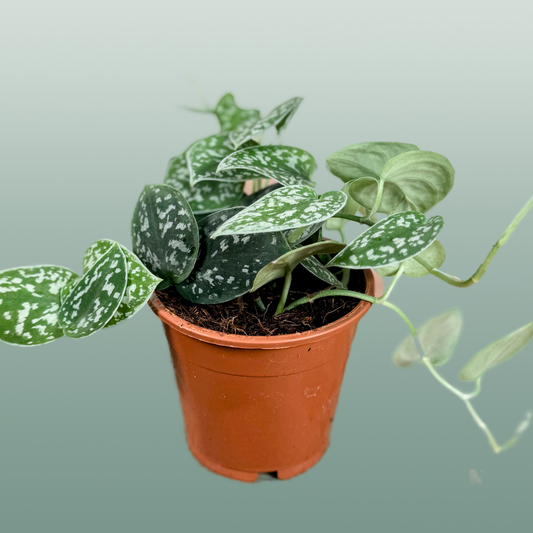 Scindapsus Pictus Argyraeus