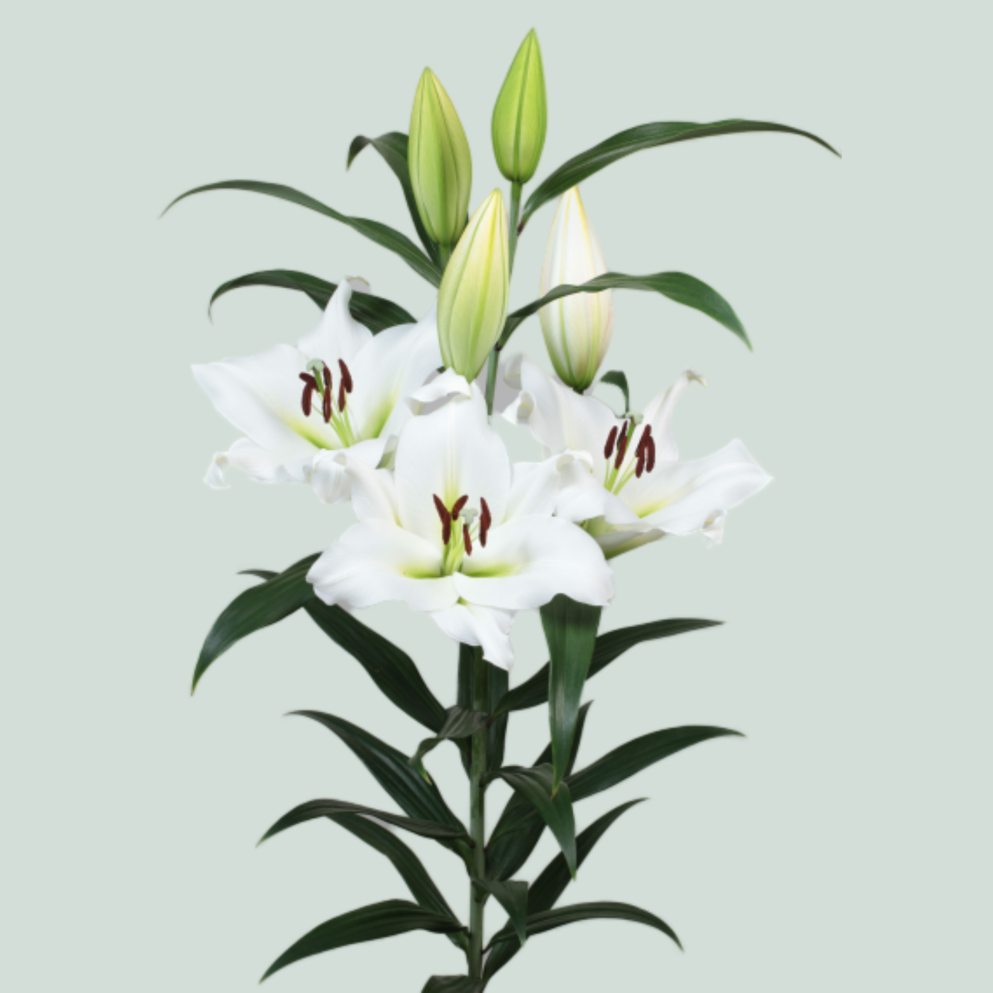 Lily - Lilium - Sempione