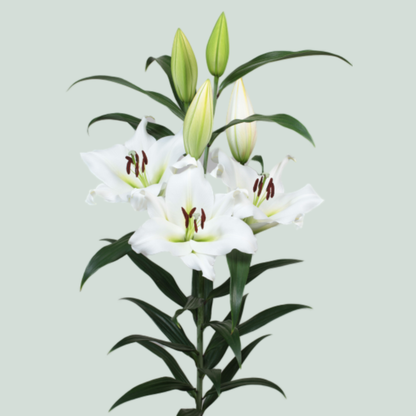 Lily - Lilium - Sempione