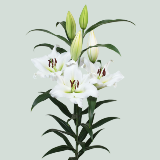 Lily - Lilium - Sempione