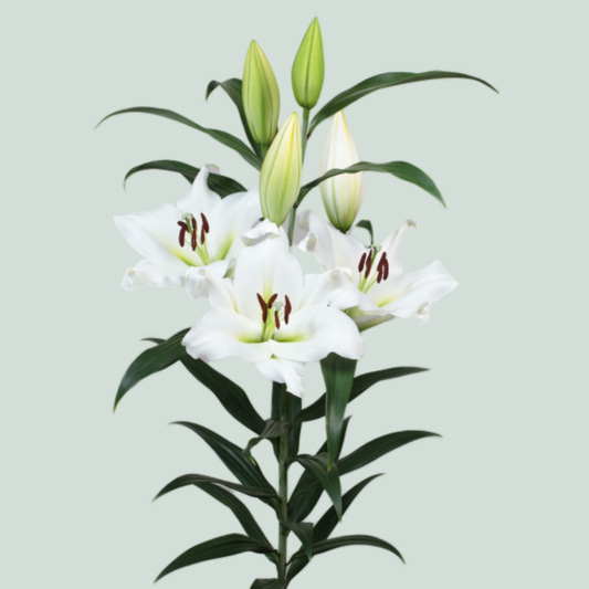 Lily Oriental Sempione (10 Stems)