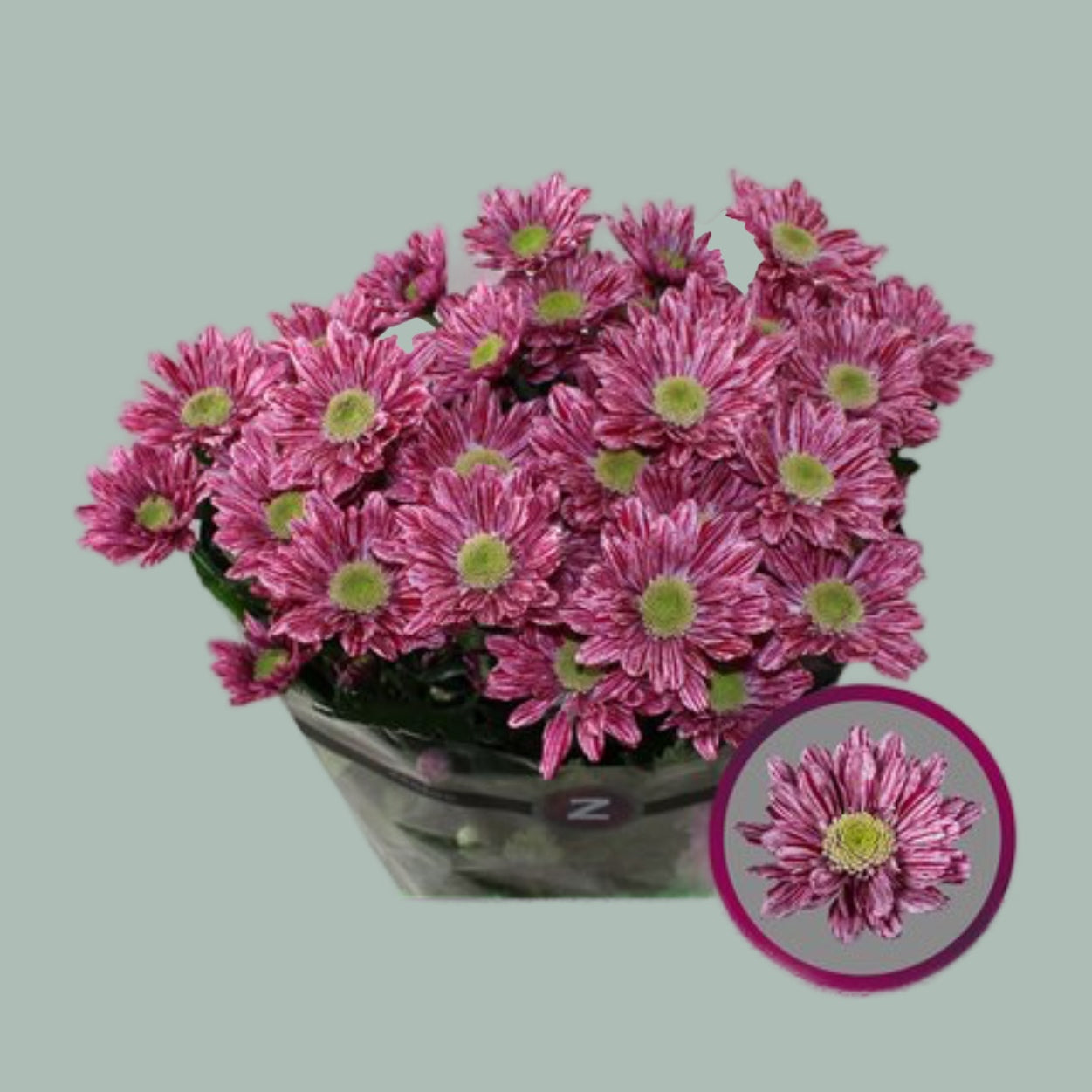 Chrysanthemum Spray Serenity Sweet