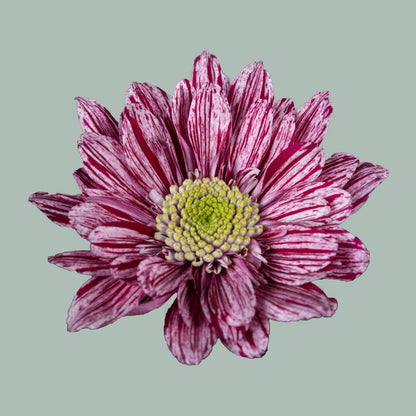 Chrysanthemum Spray Serenity