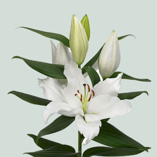 Lily Oriental Severn (10 Stems)