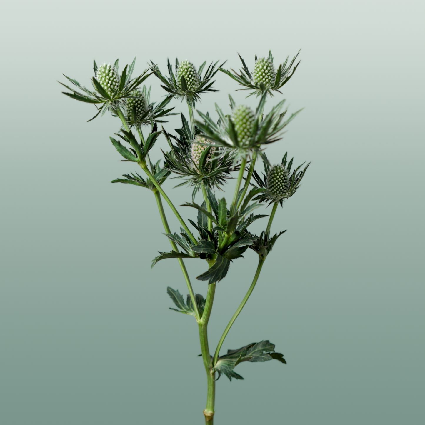Eryngium Sirius Questar (Thistle)