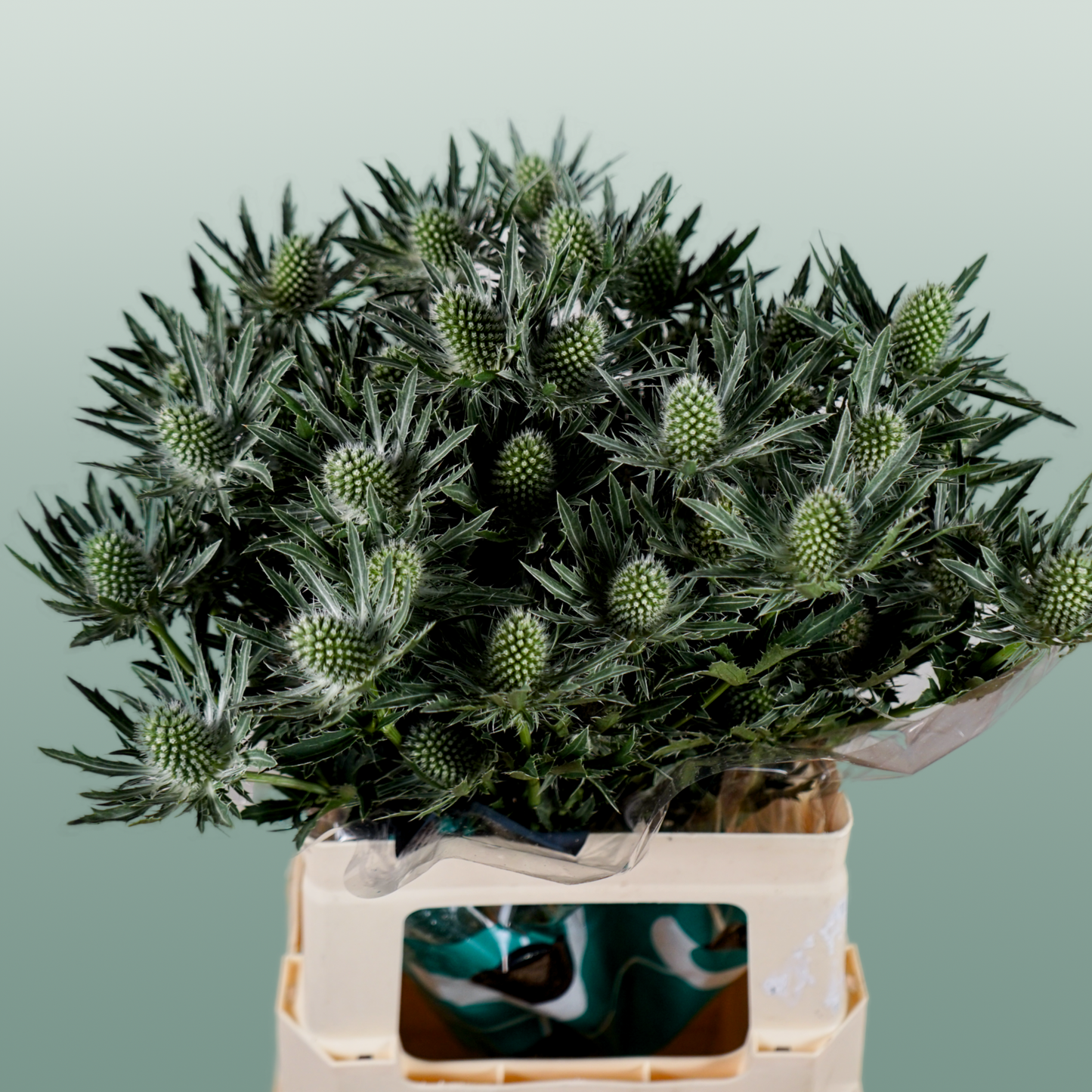 Eryngium Sirius Questar (Thistle)