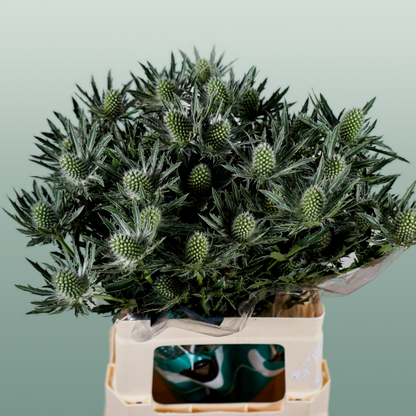 Eryngium Sirius Questar (Thistle)