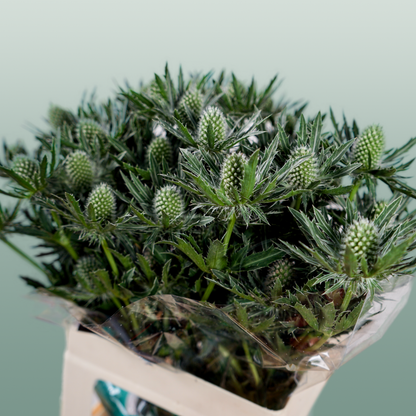 Eryngium Sirius Questar (Thistle)