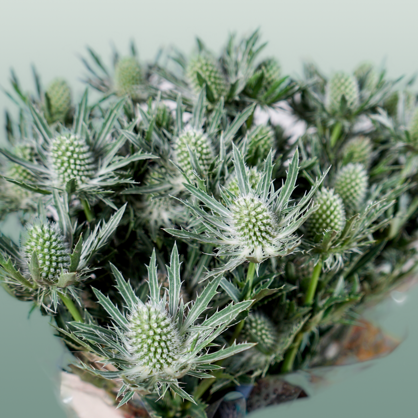 Eryngium Sirius Questar (Thistle)