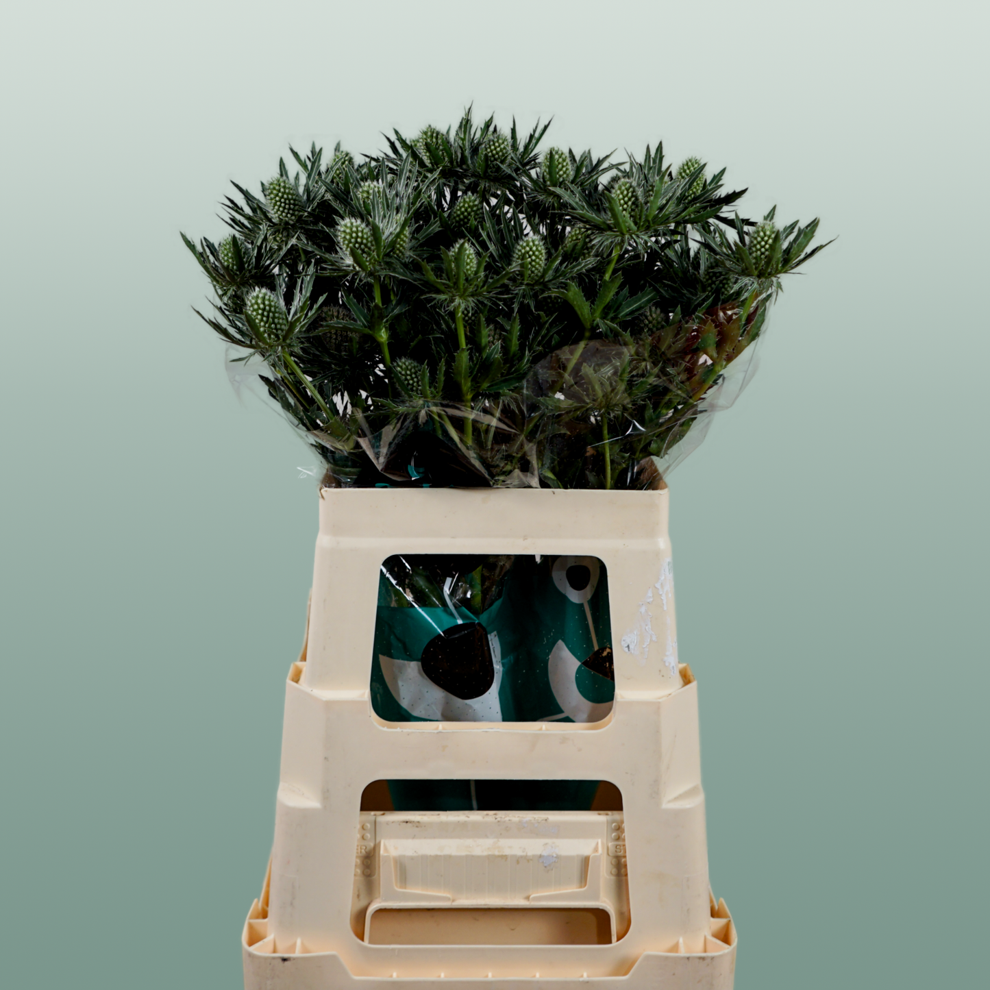 Eryngium Sirius Questar (Thistle)