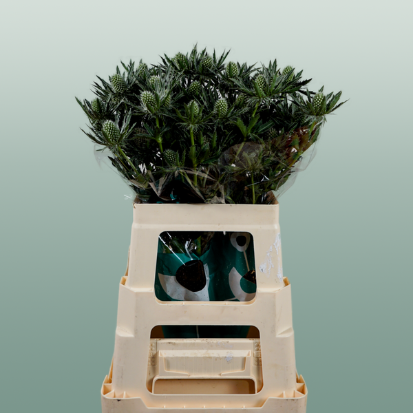 Eryngium Sirius Questar (Thistle)