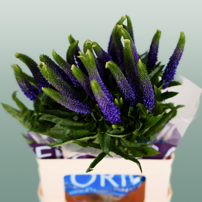 Veronica Smart Diana (25 Stems)