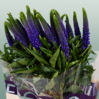 Veronica Smart Diana (25 Stems)