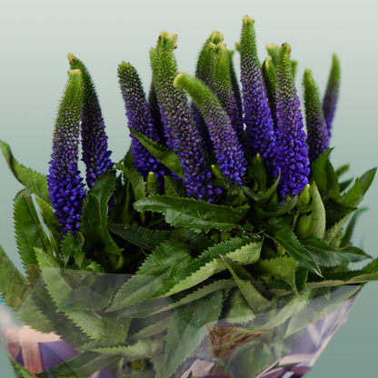 Veronica Smart Diana (25 Stems)