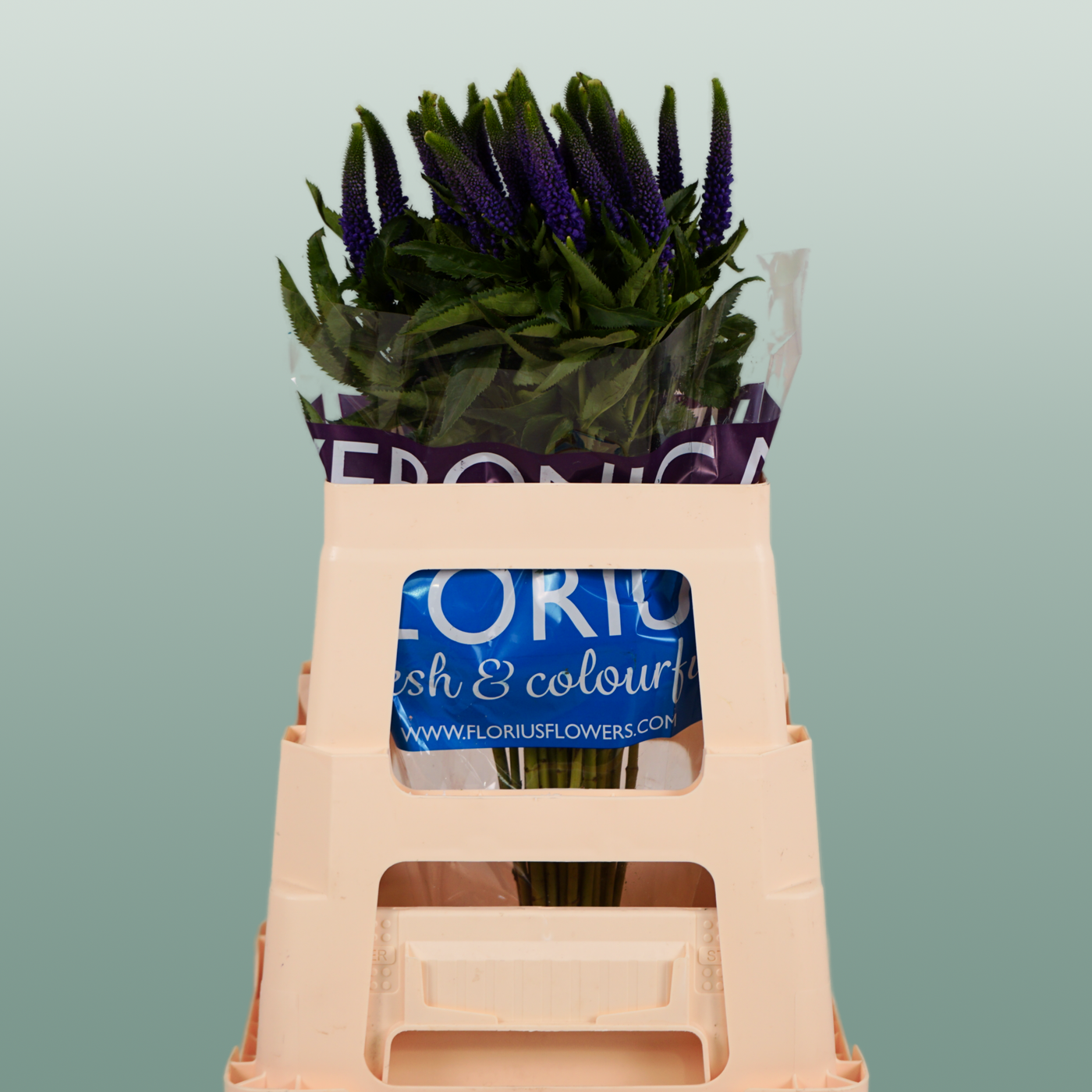 Veronica Smart Diana (25 Stems)