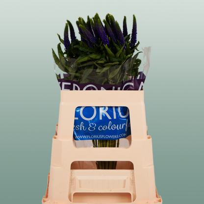 Veronica Smart Diana (25 Stems)
