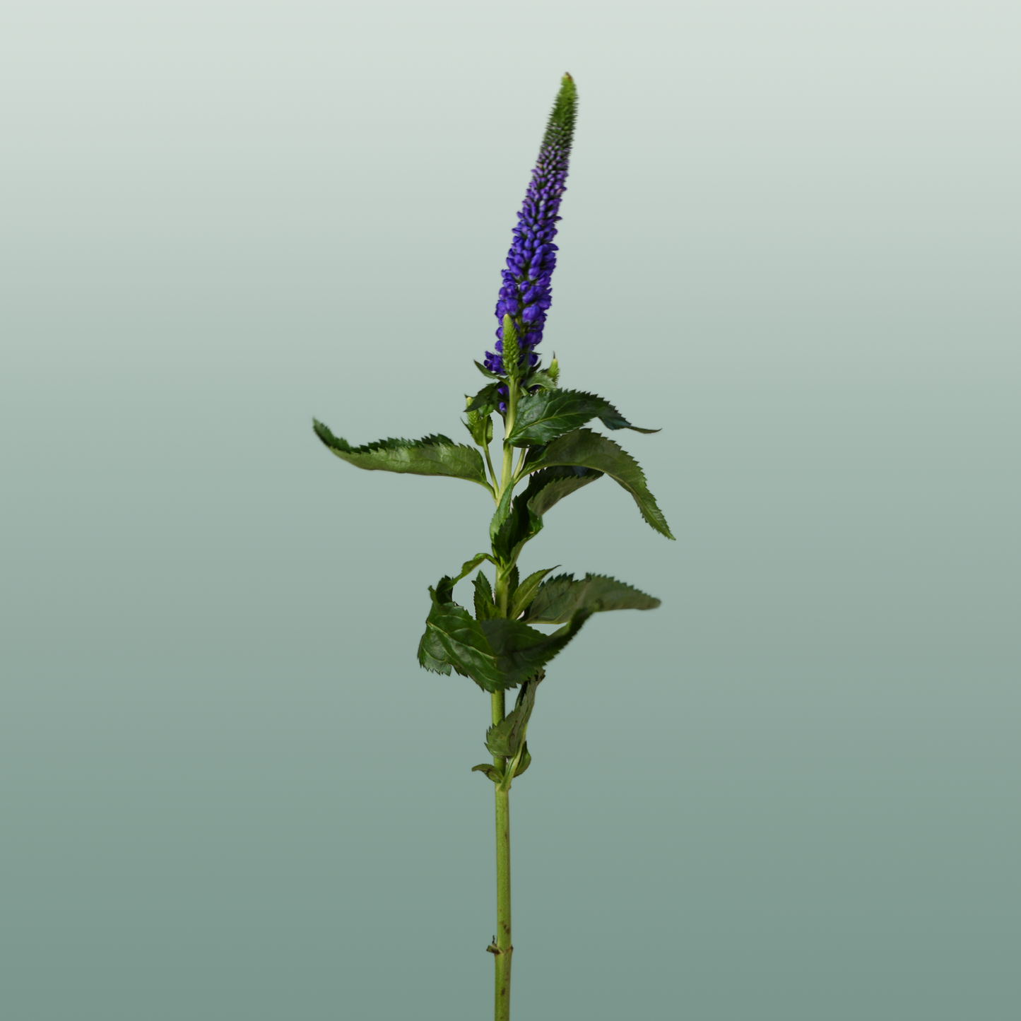 Veronica Smart Diana (25 Stems)