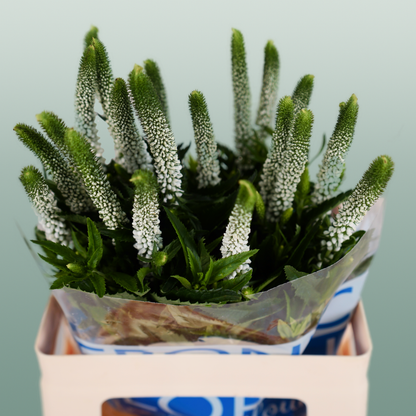 Veronica Smart Luna (25 Stems)