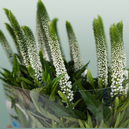 Veronica Smart Luna (25 Stems)