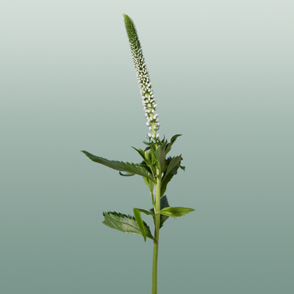 Veronica Smart Luna (25 Stems)