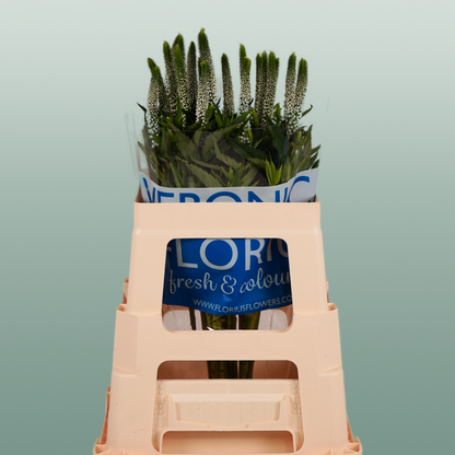 Veronica Smart Luna (25 Stems)