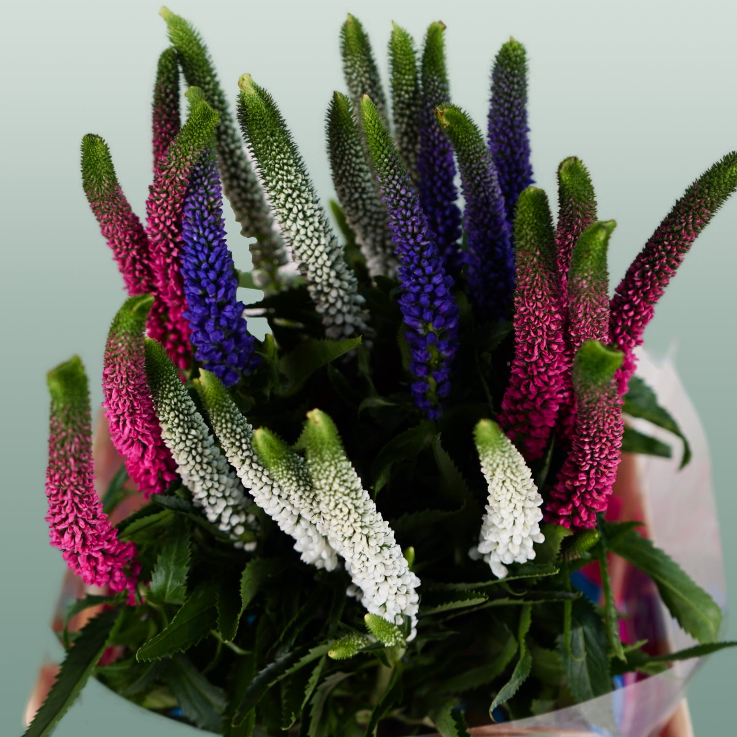 Veronica Smart Colours Mixed (25 Stems)