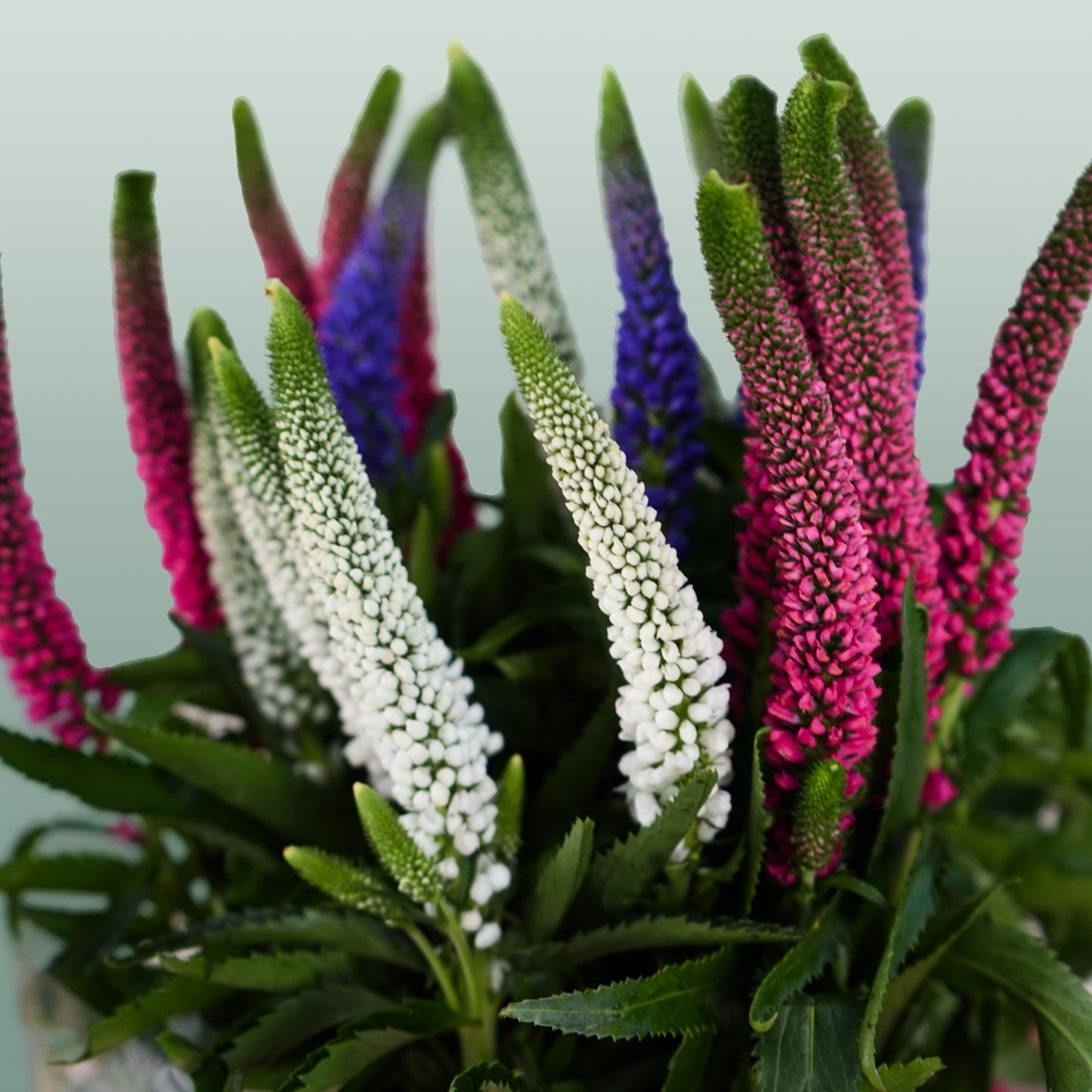 Veronica Smart Colours Mixed (25 Stems)