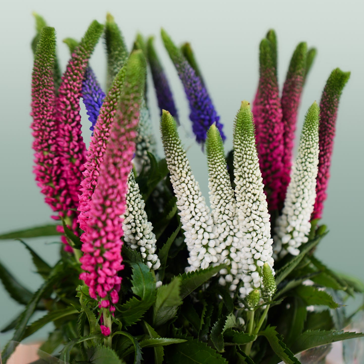 Veronica Smart Colours Mixed (25 Stems)