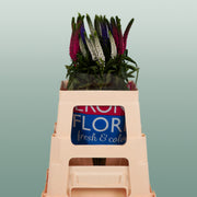 Mixed Veronica Cut Stems – 50cm