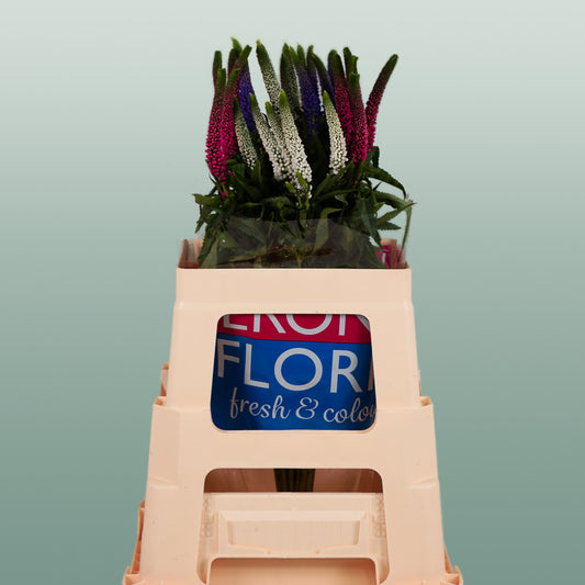 Veronica Smart Colours Mixed (25 Stems)