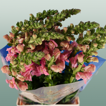 Snapdragon Antibes Pink (10 Stems)