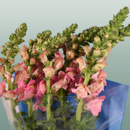 Snapdragon Antibes Pink (10 Stems)