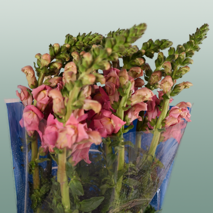 Snapdragon Antibes Pink (10 Stems)