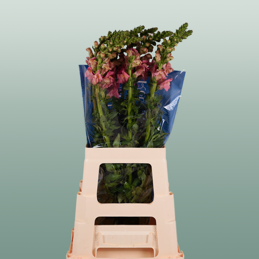 Antirrhinum Antibes Pink (10 Stems)