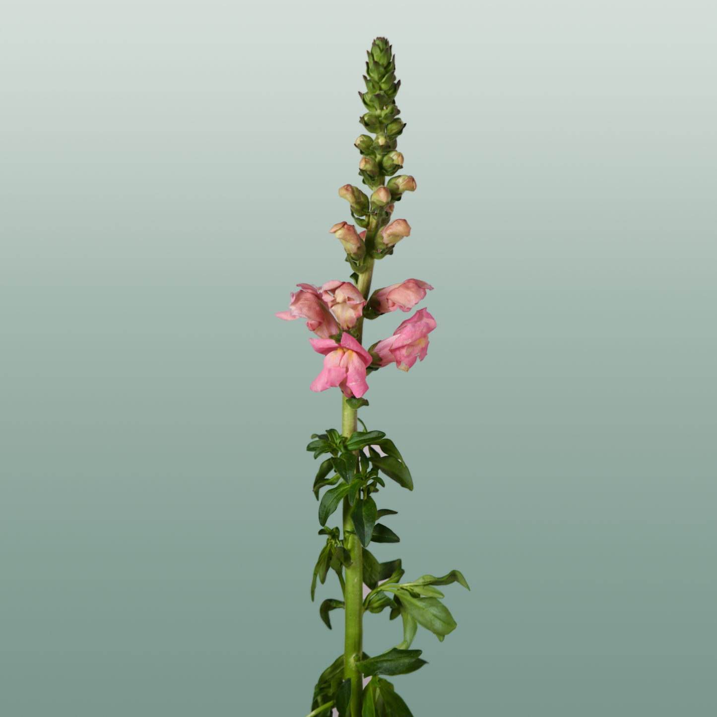 Antirrhinum Antibes Pink (10 Stems)