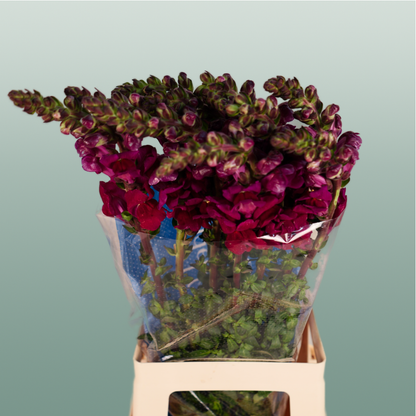 Snapdragon Antibes Red (10 Stems)