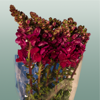 Snapdragon Antibes Red (10 Stems)