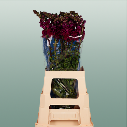 Snapdragon Antibes Red (10 Stems)