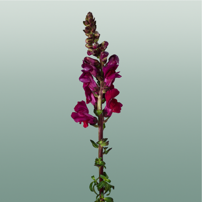 Snapdragon Antibes Red (10 Stems)
