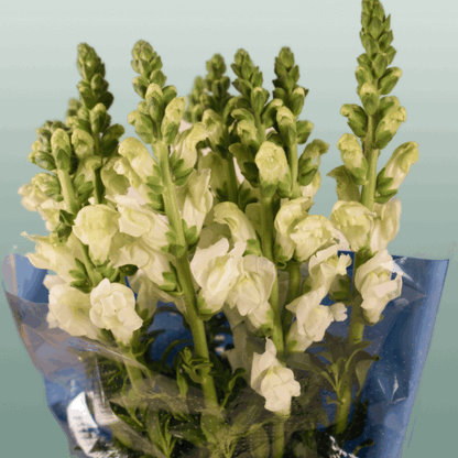 Snapdragon Antibes White (10 Stems)